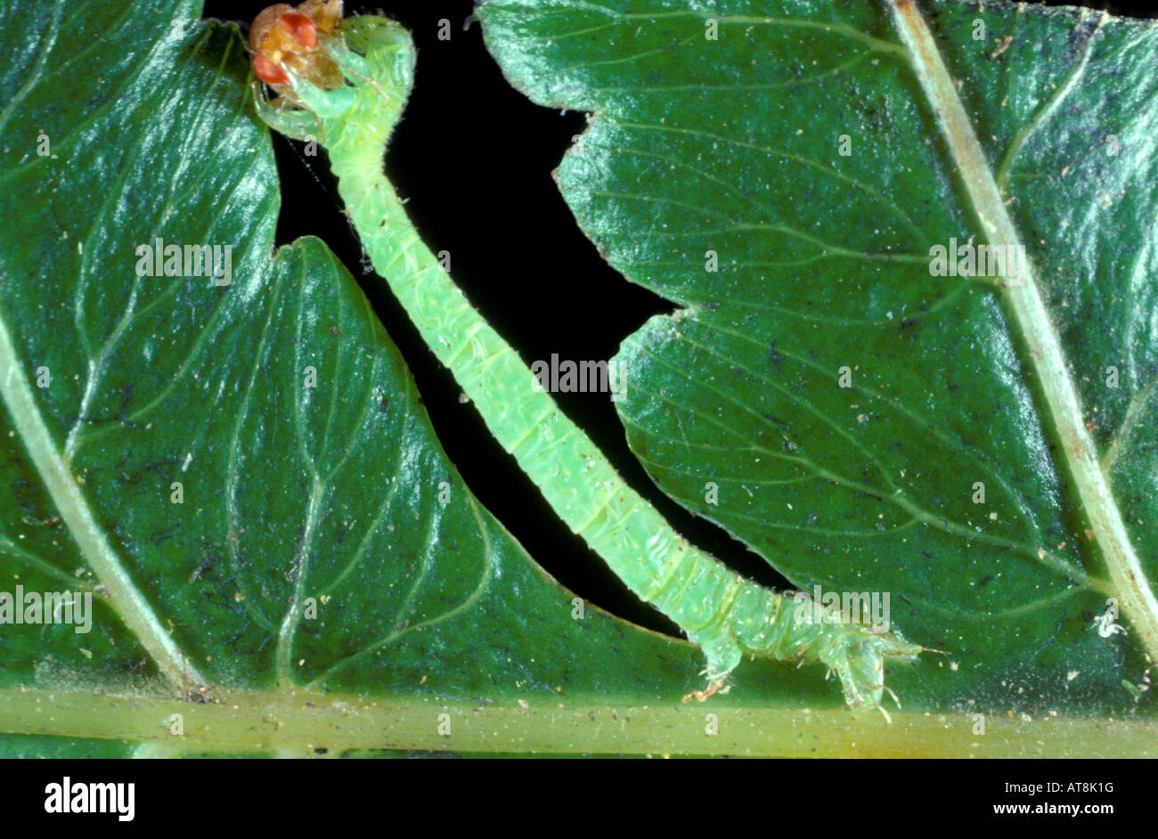 native Killer Caterpillar or Eupithecia rhodopyra eating native fly ...