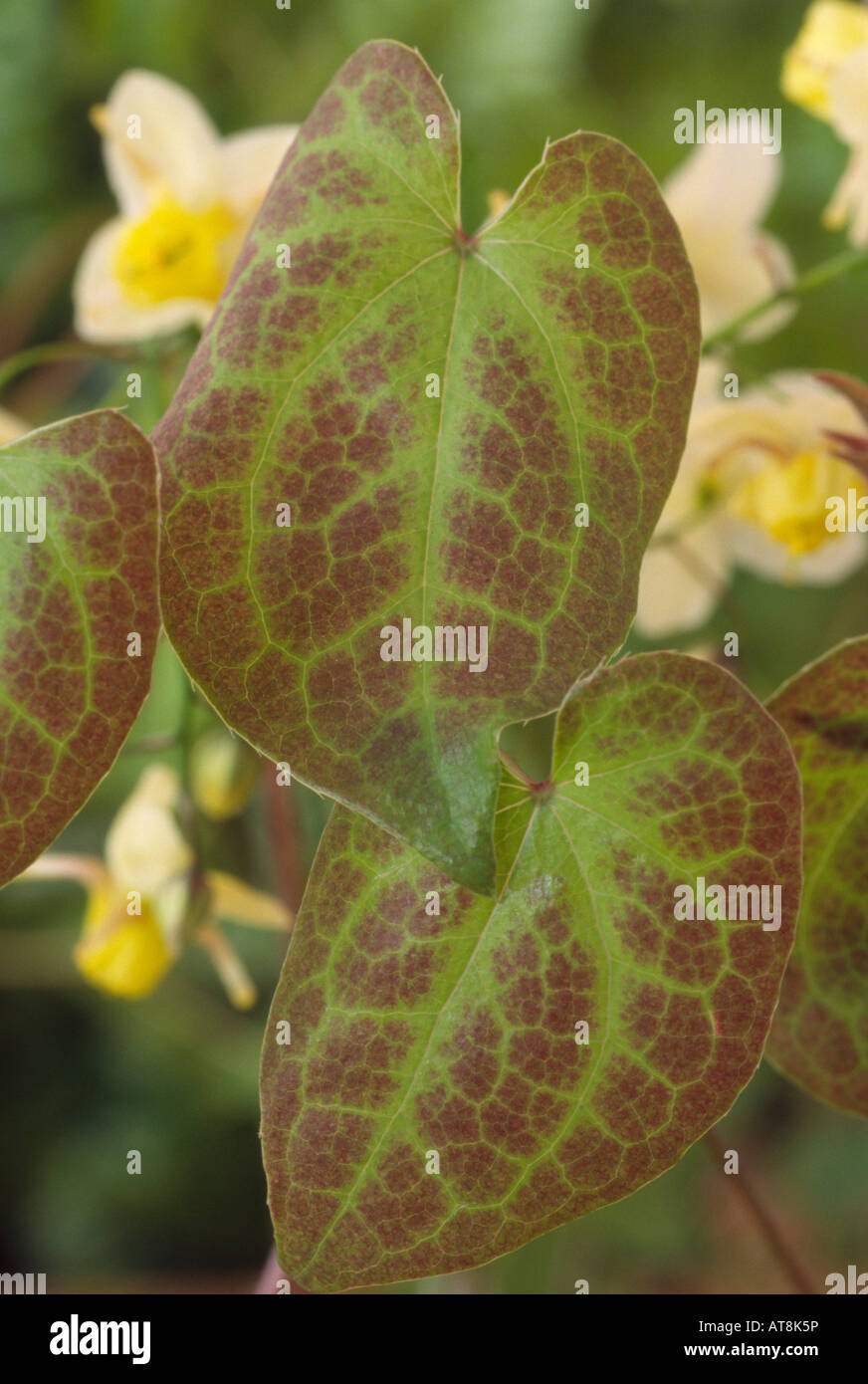 Epimedium x versicolor 'Neosulphureum' (Barrenwort, Bishop's Mitre) Close up of leaves. Stock Photo