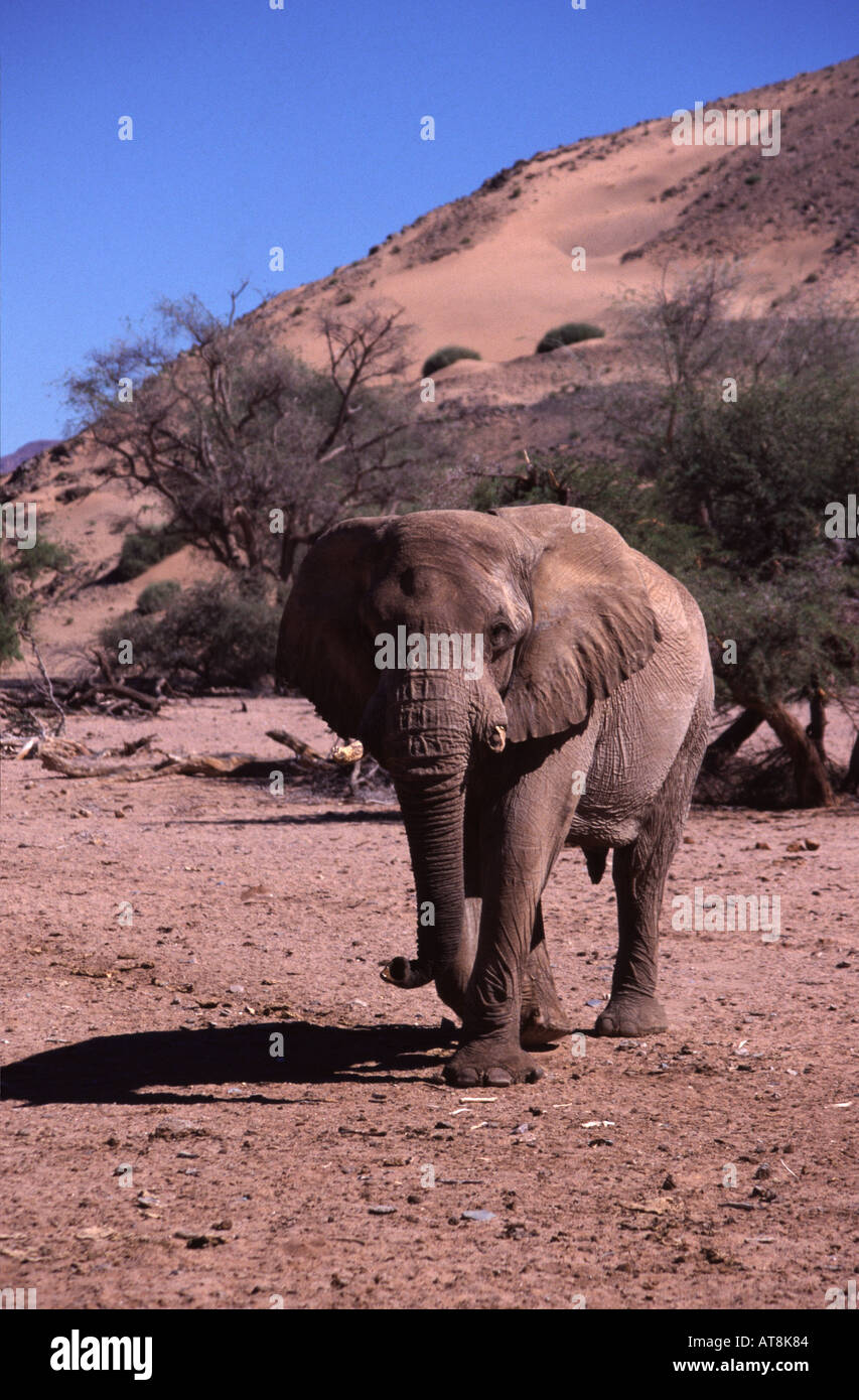 Desert elephant in Damaraland, Namibia Stock Photo Alamy