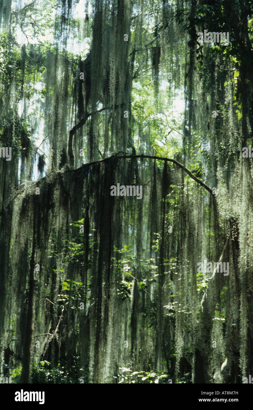 Moss on tree in the Amazon, South America Stock Photo Alamy