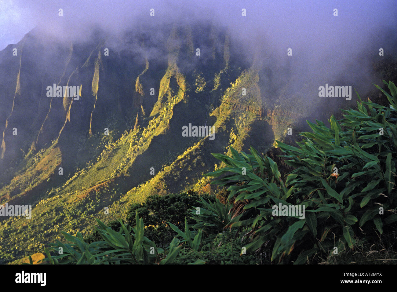 Ethereal mist caps deeply furrowed mountains at beautiful Kalalau Lookout on the island of Kauai. Lush green ferns in foreground Stock Photo
