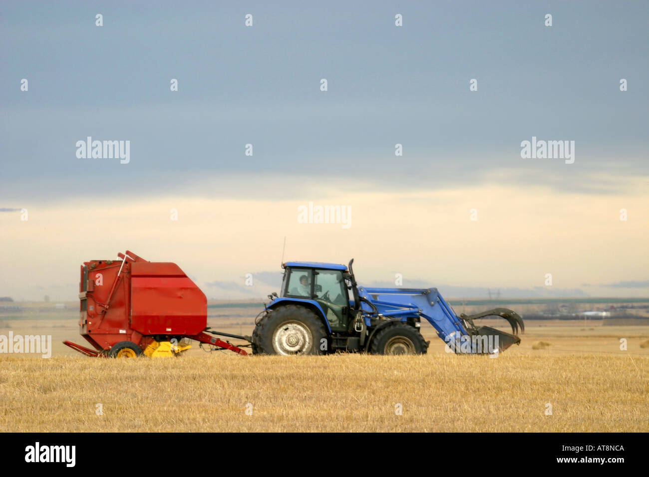 AGRICULTURE  Wheat field in Prairies of Alberta, Canada, North America.  Baling straw feed for livestock' Stock Photo
