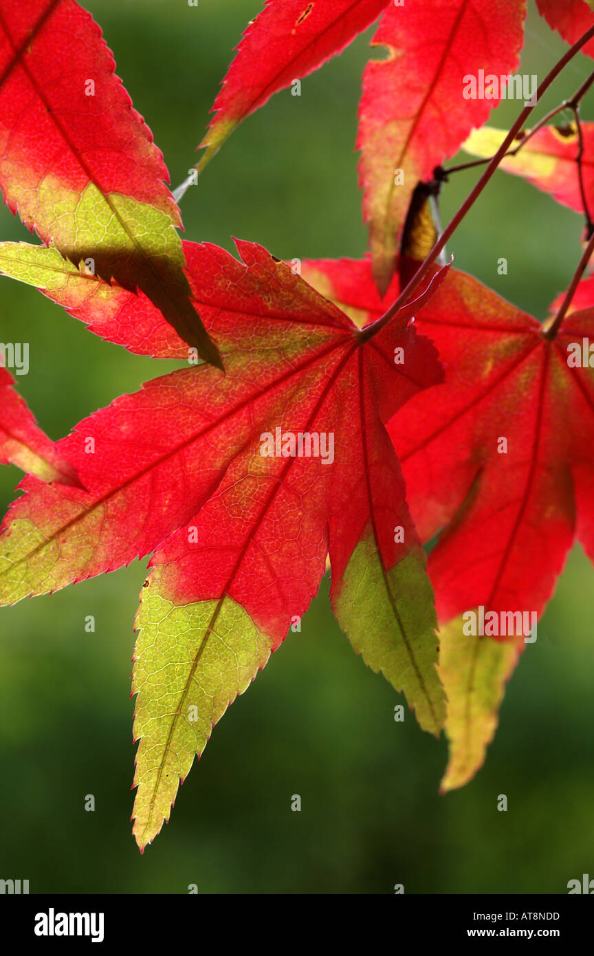 Backlit red maple leaf hi-res stock photography and images - Alamy