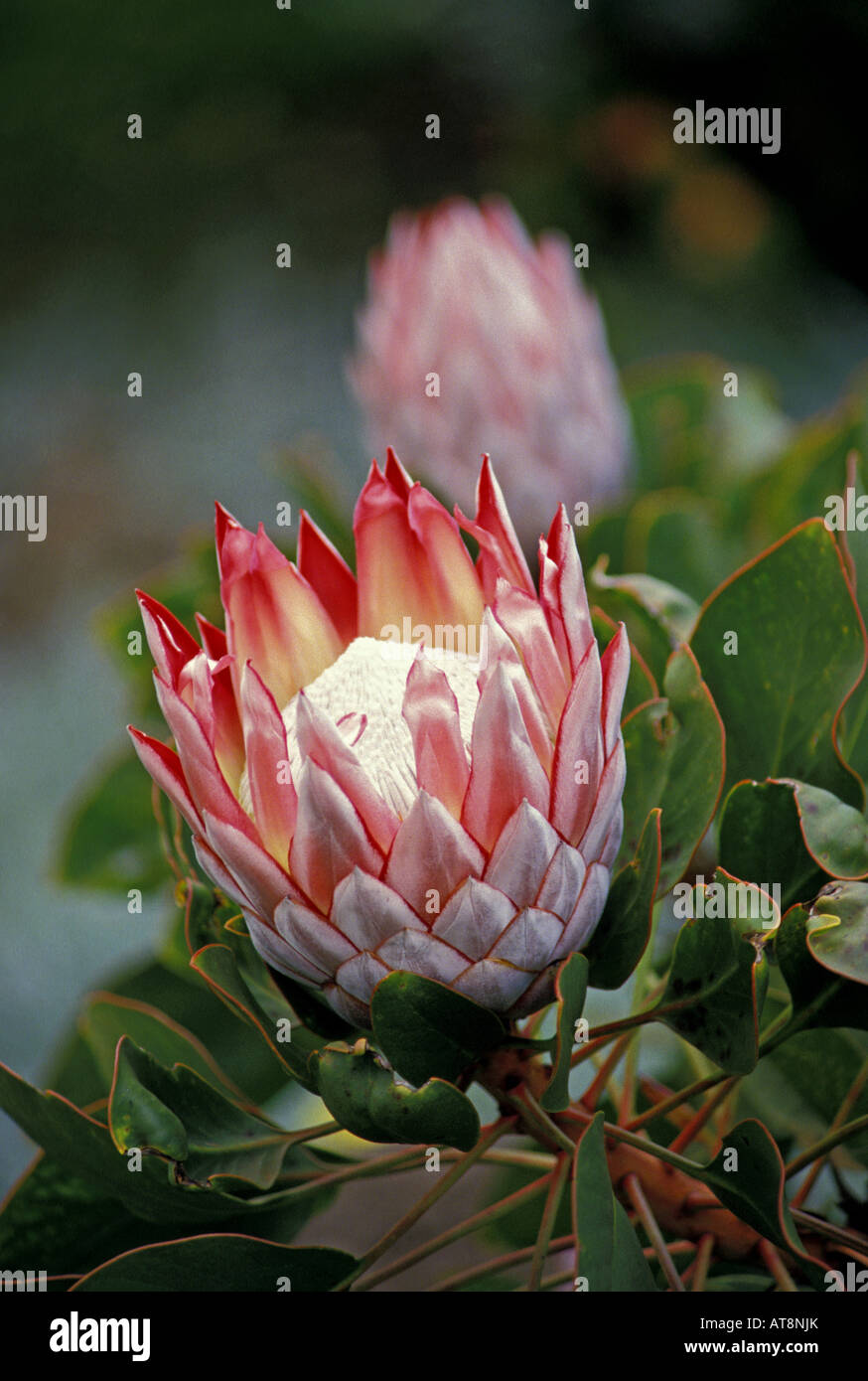 The unique, hardy protea is a lovely ornamental tropical flower grown on the island of Maui. Stock Photo