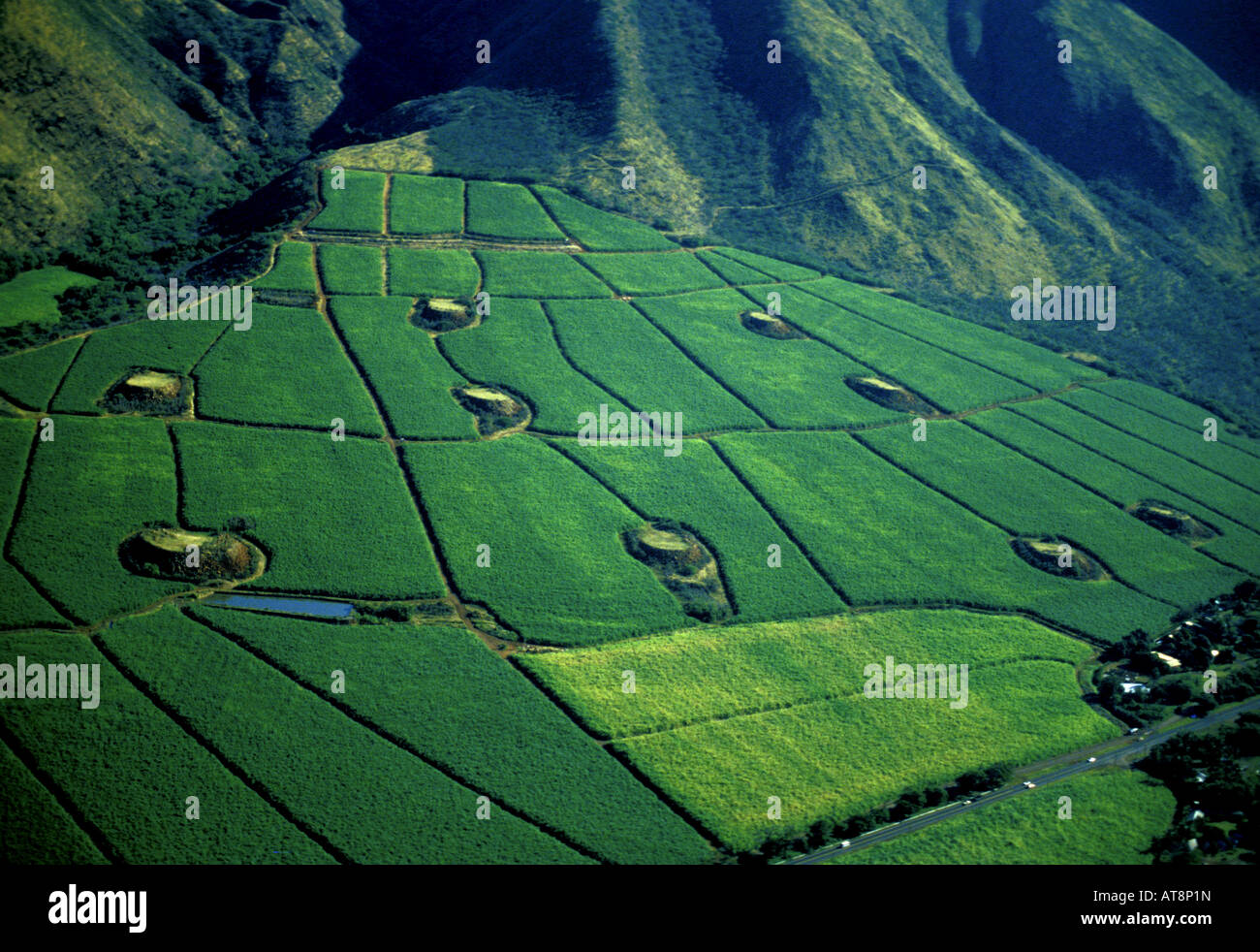 Brilliant lush green sugar cane fields at the foot of the West Maui