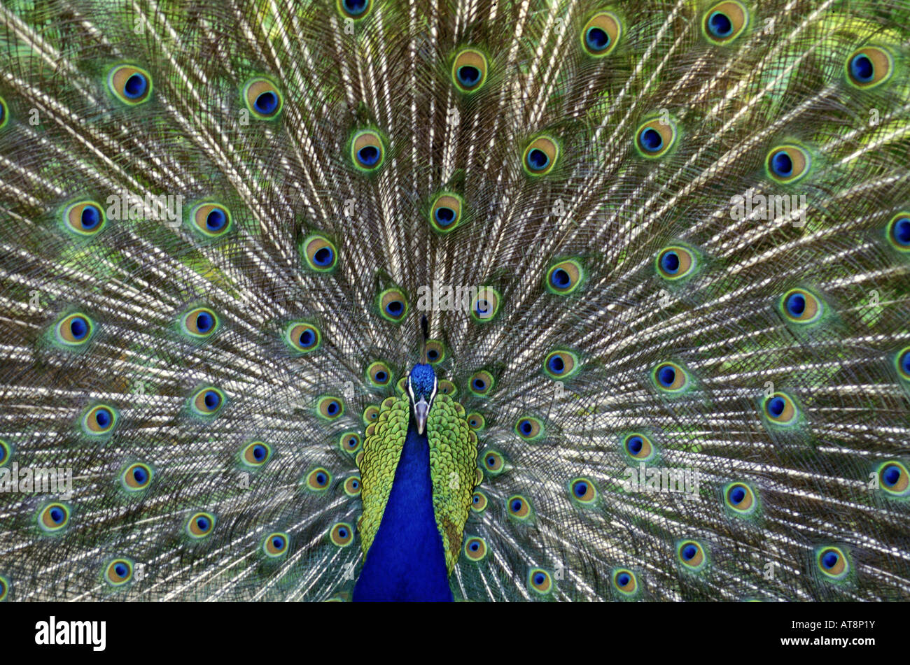 Full feather display hi-res stock photography and images - Alamy