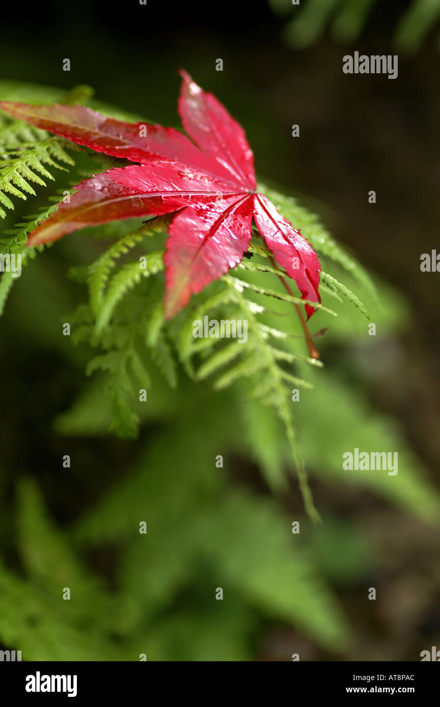 Tree fern garden england hi-res stock photography and images - Alamy