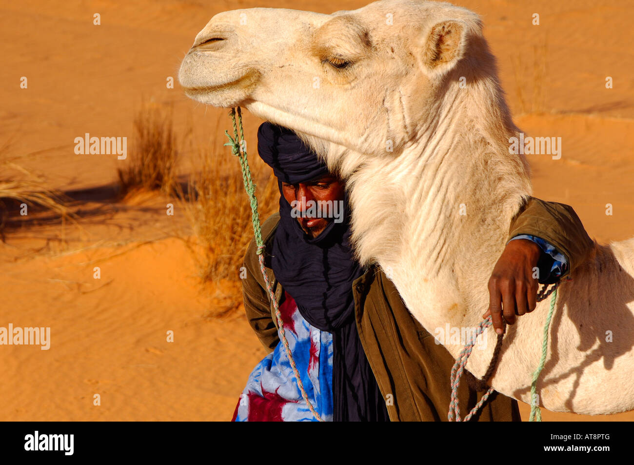 Tuareg nomade with white Mehari dromedary Acacus Mountains Libya Stock Photo