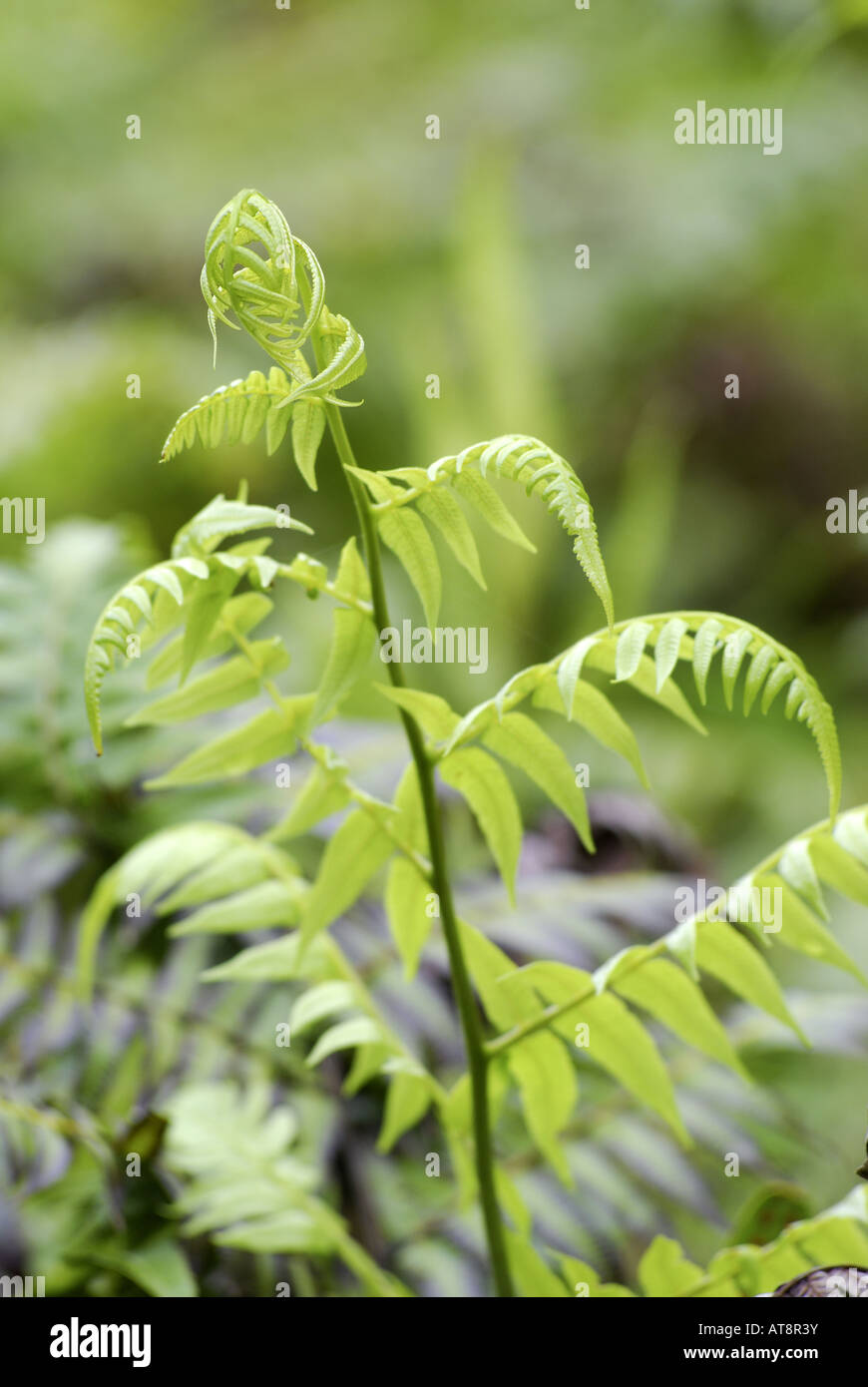 5 green leaves hi-res stock photography and images - Alamy