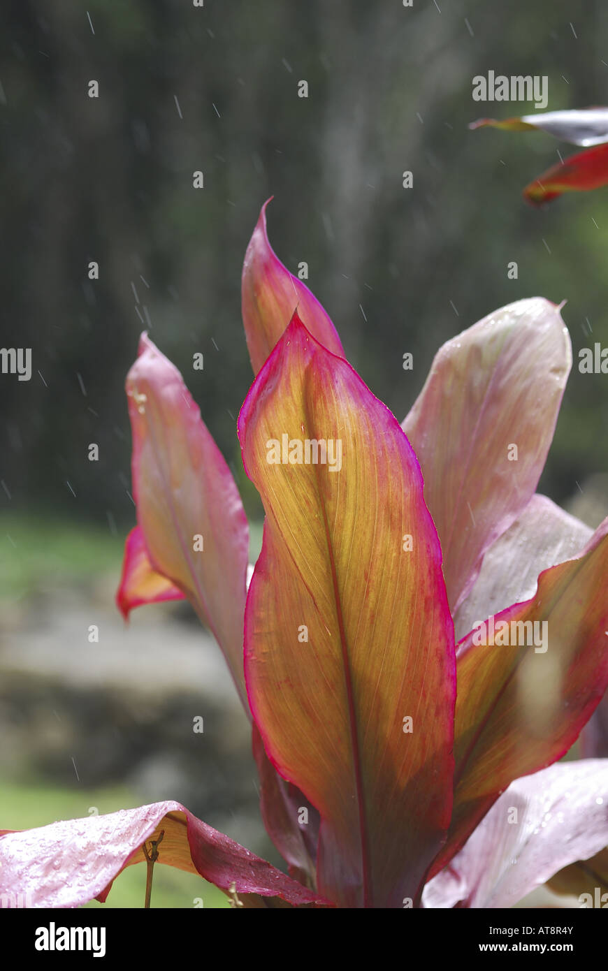 cluster of red ti leaves (cordyline fruticosa) in the gentle rain. The