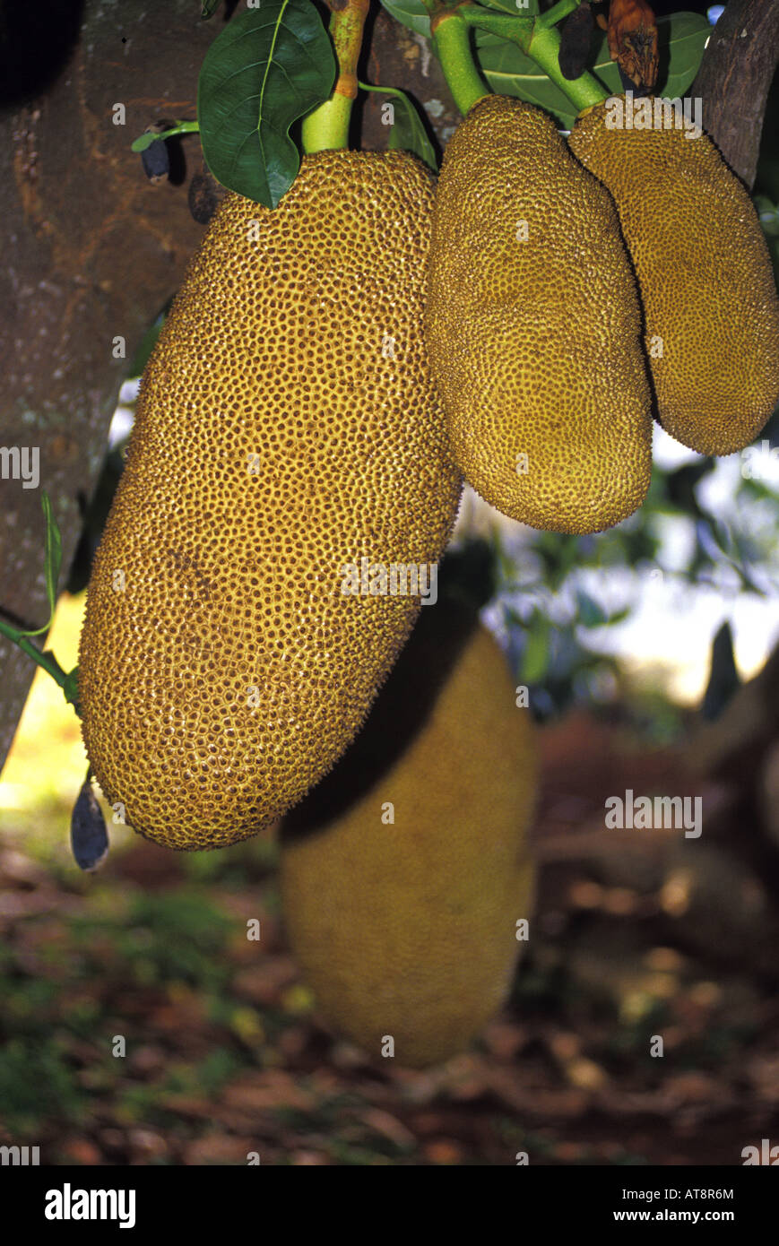 Close up of large Jack fruit, taken at Frankie's nursery, Island of