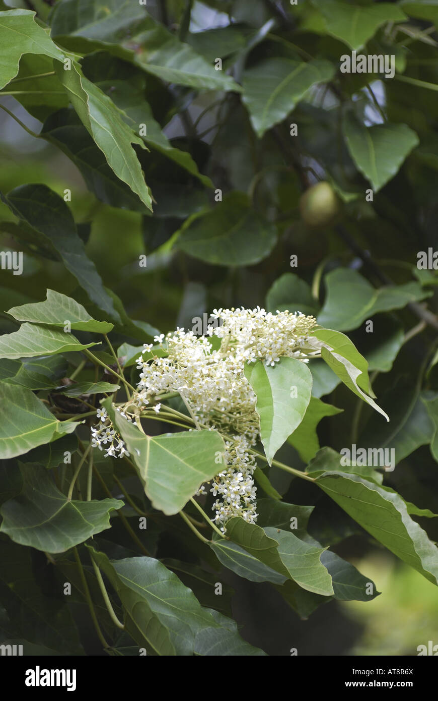Close-up of a flowering branch of a kukui or candlenut tree (aleurites moluccana), the state  tree of Hawaii. Photographed at Stock Photo