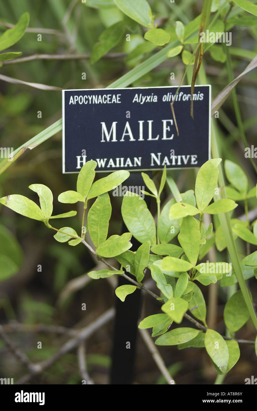 small plaque designates the sacred Native Hawaiian maile plant, (apocynaceae; alyxia oliviformis) which forms vines of dark Stock Photo
