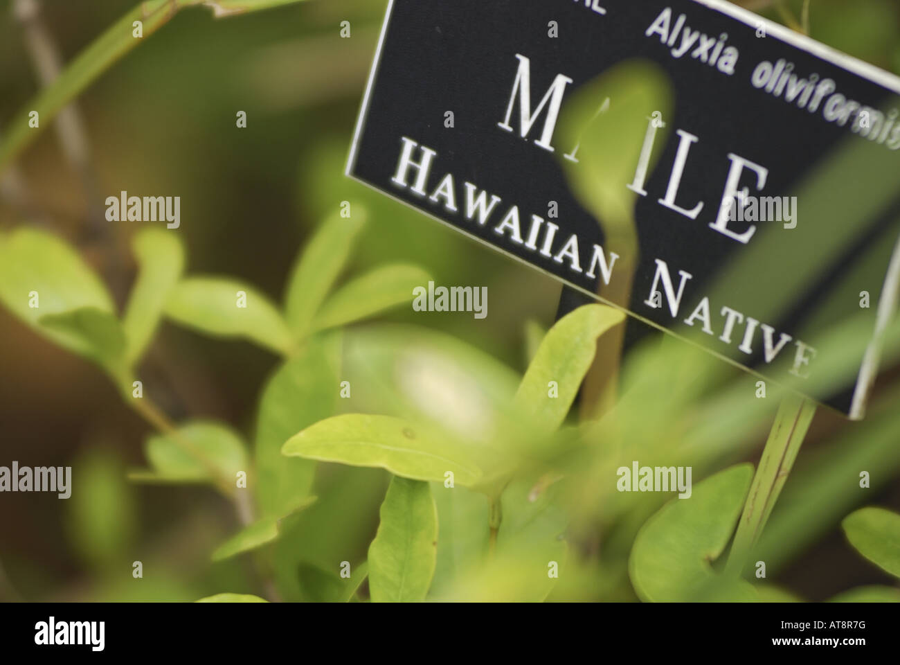 small plaque designates the sacred Native Hawaiian maile plant, (apocynaceae; alyxia oliviformis) which forms vines of dark Stock Photo
