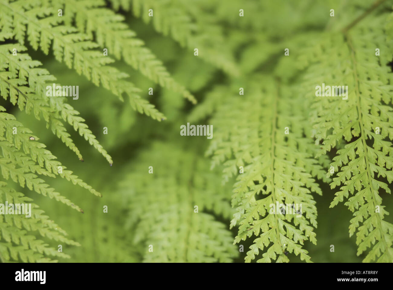 Close-up of the bright green lacy leaves of the palapalai fern ...