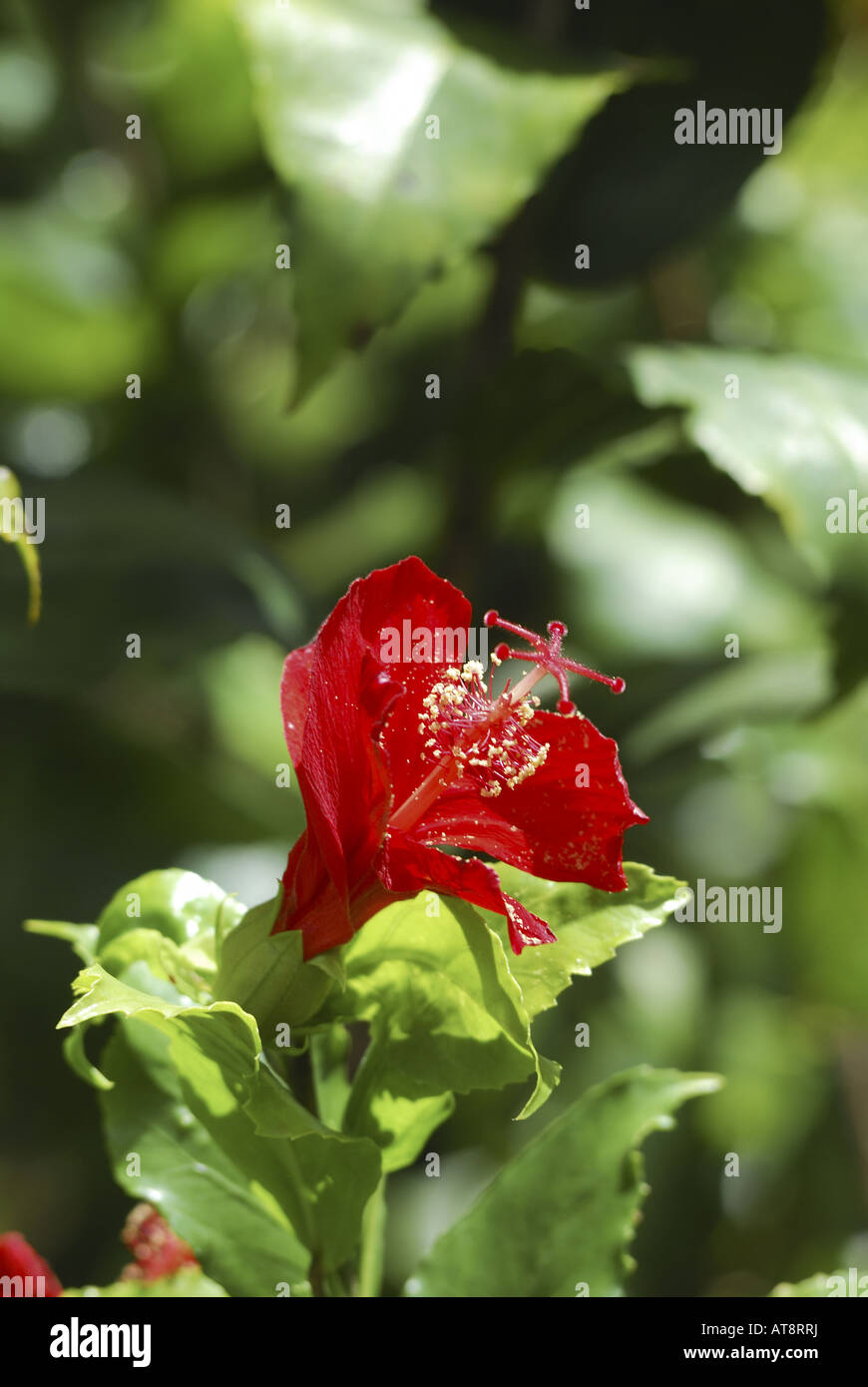 rare & endangered native Hawaiian red hibiscus (kokio ula, family