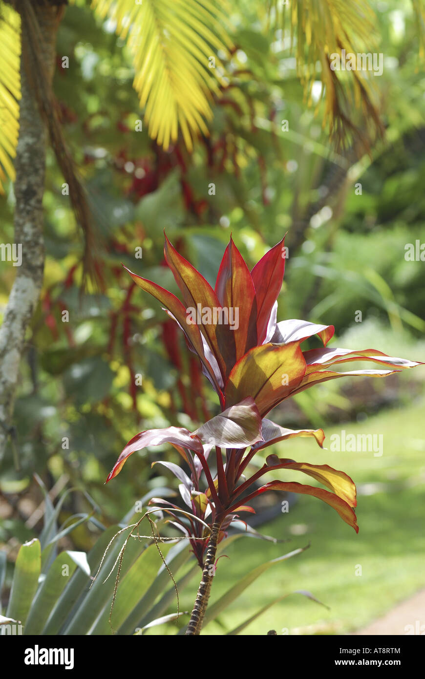 stalk of red ti grows amid other tropical green foliage at McBryde gardens which are part of the 5 National Tropical Botanical Stock Photo