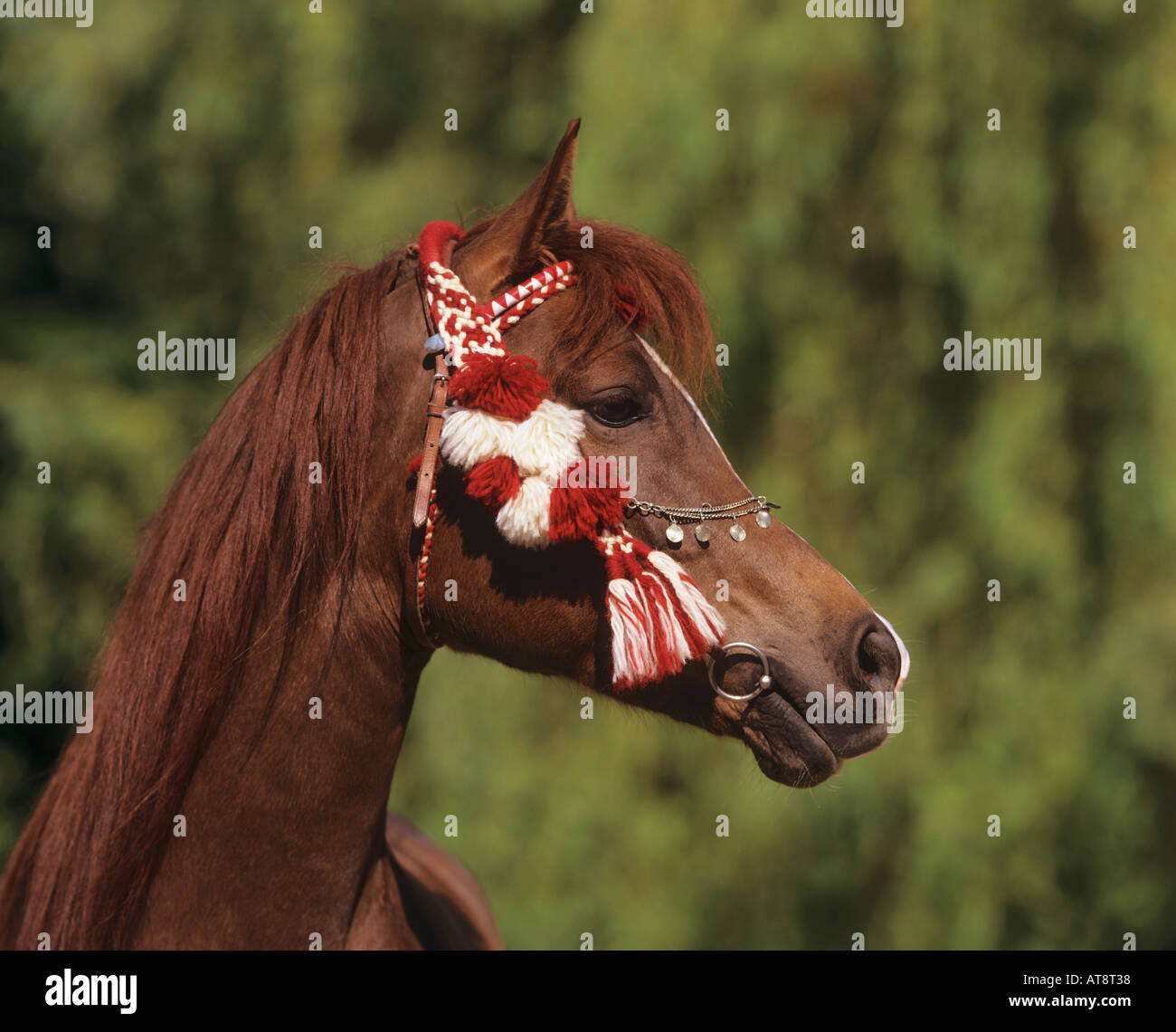 Pure blood arabian horse hires stock photography and images Alamy