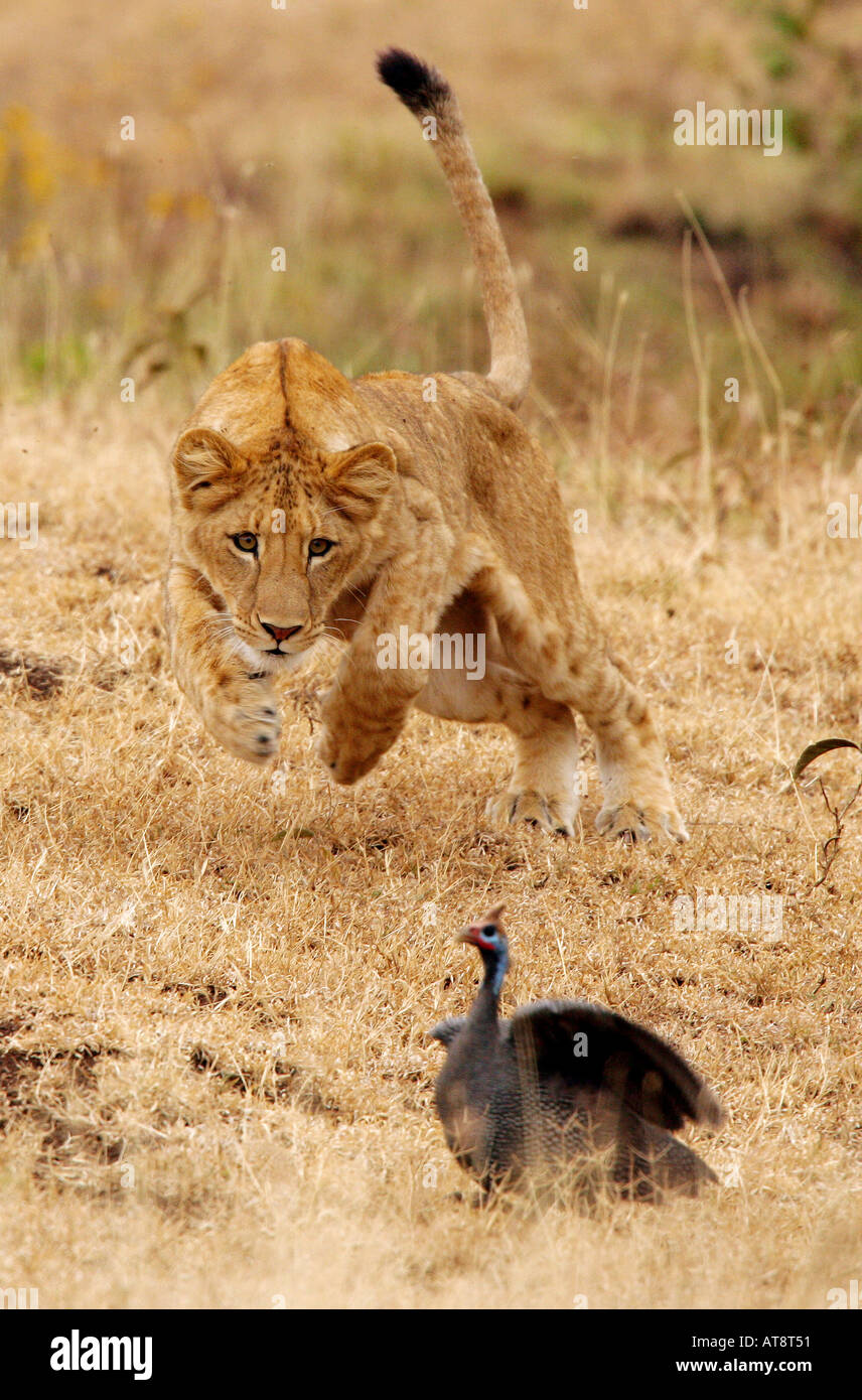 young lion attacking a bird Panthera leo Stock Photo