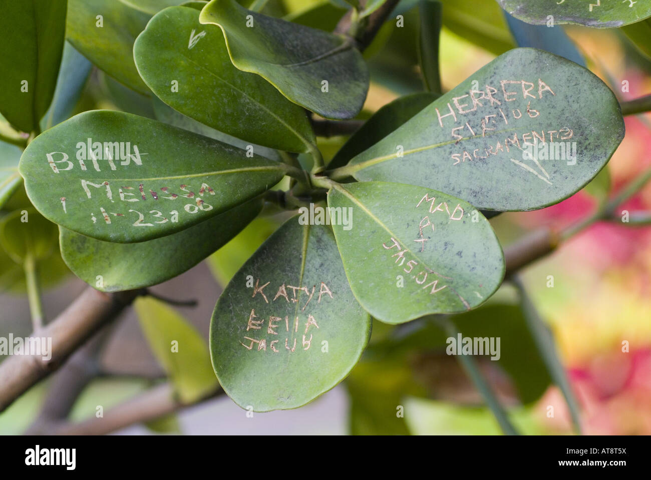 Messages and love notes etched on thick green leaves of autograph tree (clusia rosea) brought to Hawaii as ornamental plant Stock Photo