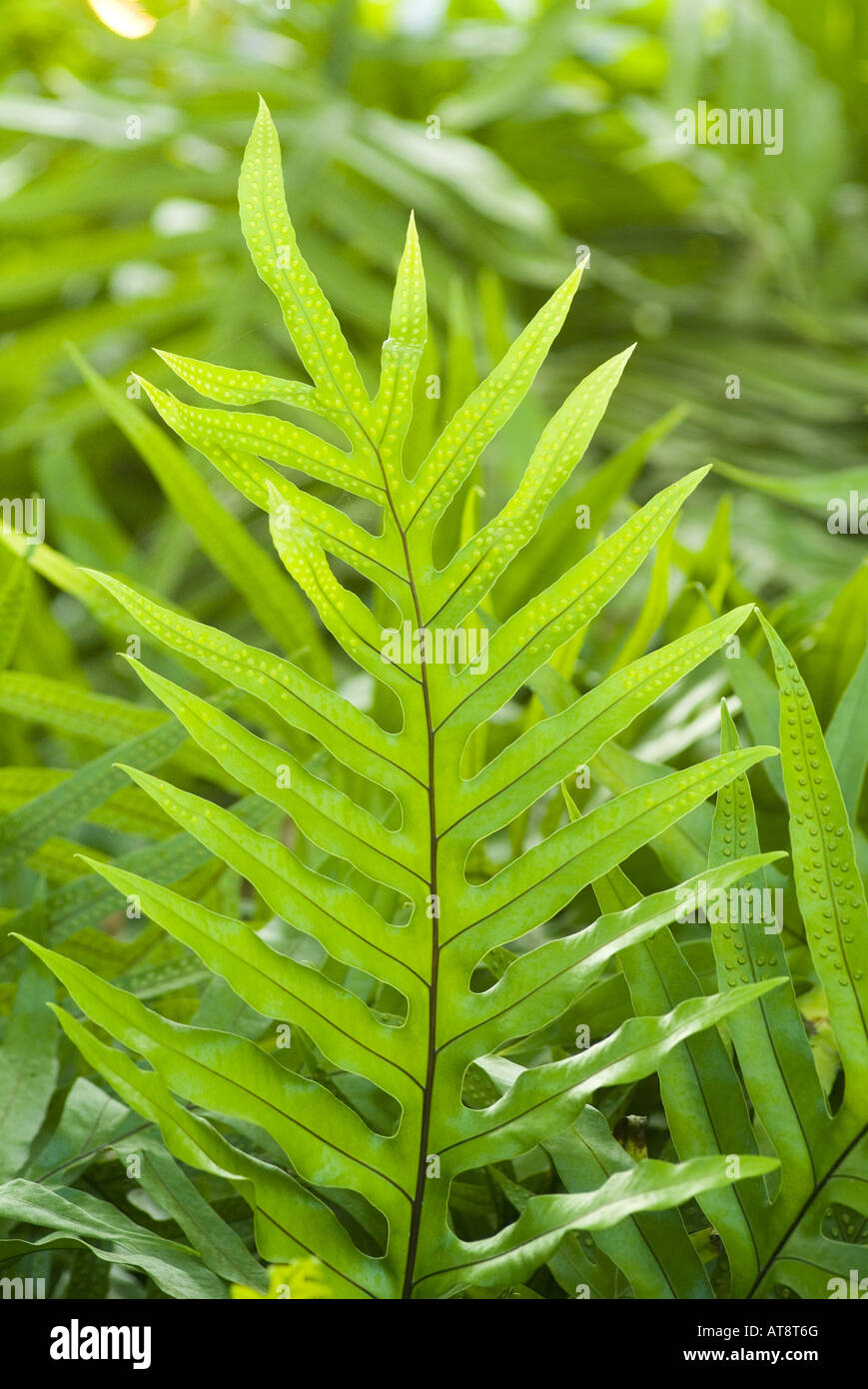 Close-up of the green lauae fern, commonly used as part of the haku lei