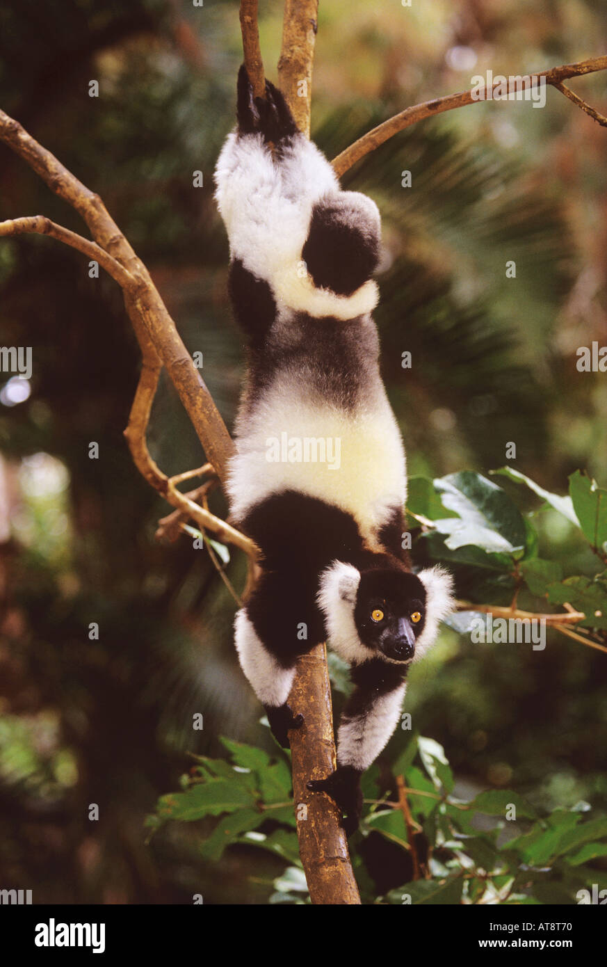 lemur variegata variegata black white ruffed lemur Stock Photo