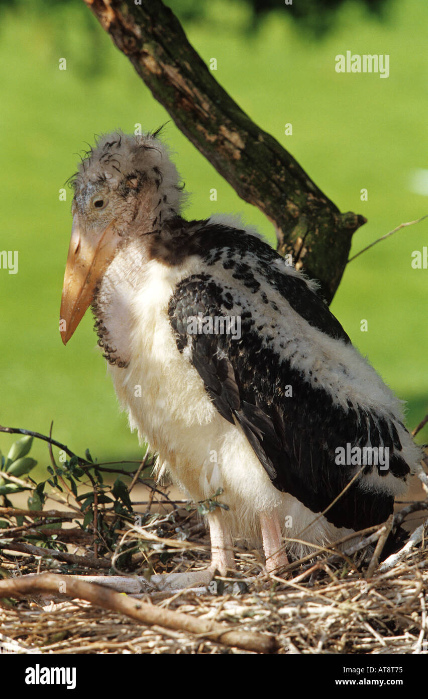 young marabou stork in nest leptoptilos crumeniferus Stock Photo
