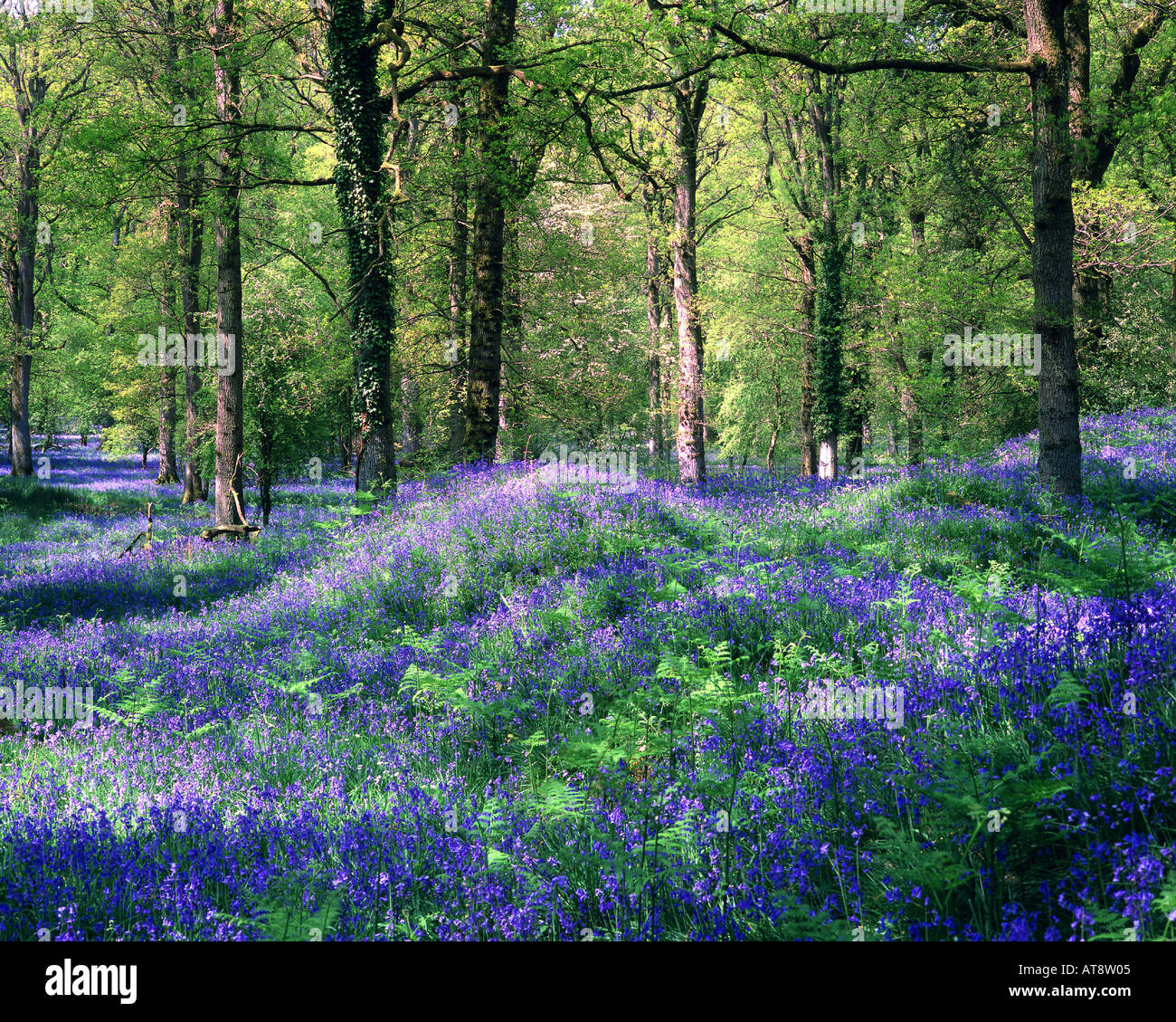 GB - GLOUCESTERSHIRE:  Bluebells at the Royal Forest of Dean Stock Photo