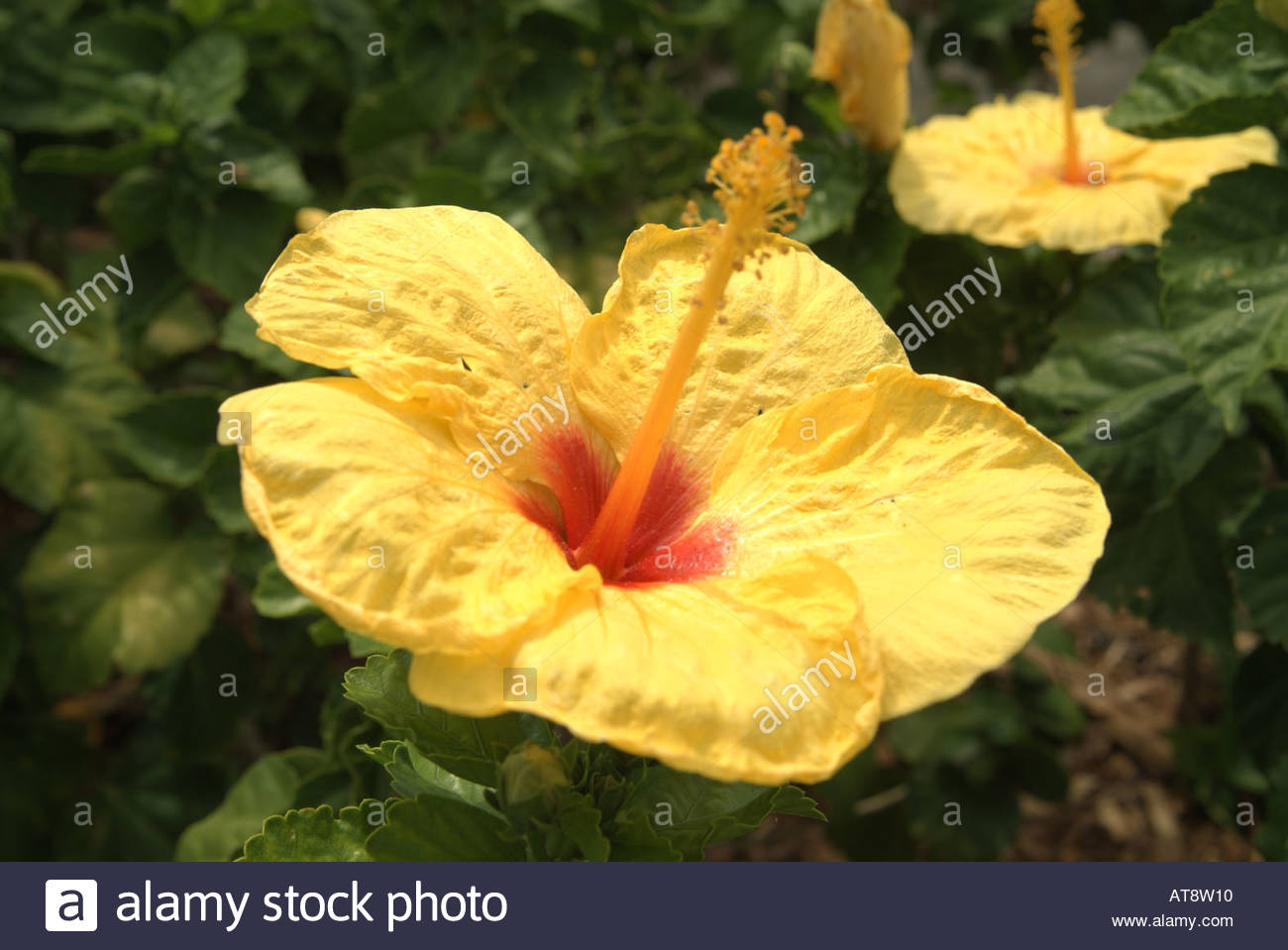 hibiscus or pua aloalo hibiscus brackenridgei hawaii state flower