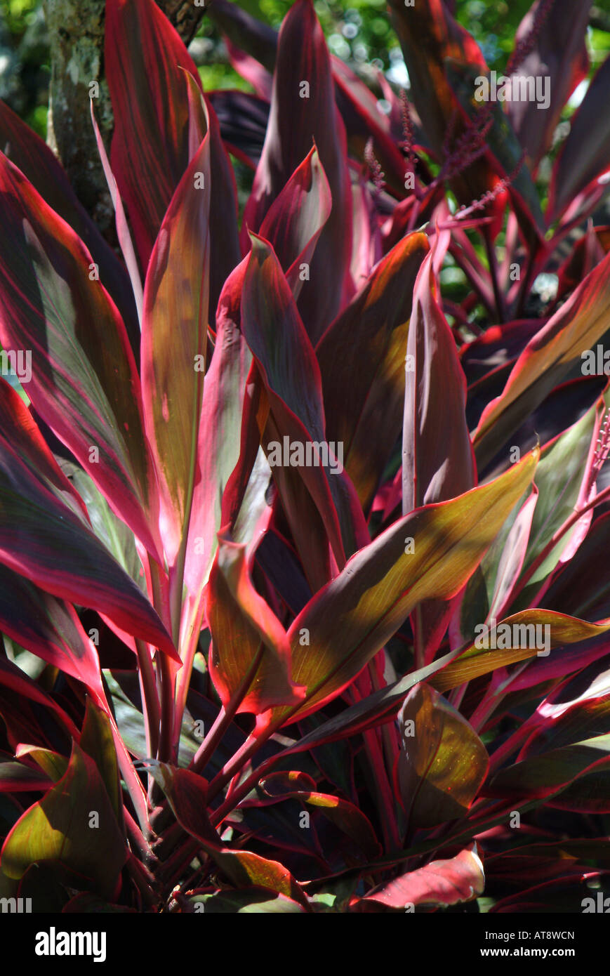 Red Ti leaf plant, used by the Hawaiians for protection and other uses