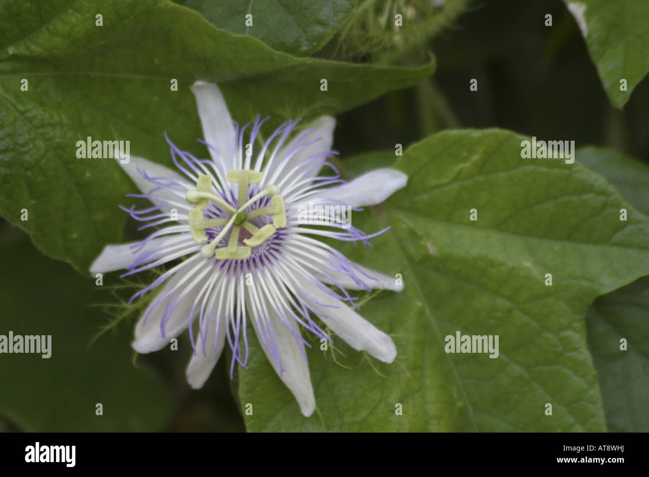 https://c8.alamy.com/comp/AT8WHJ/close-up-of-a-lilikoi-or-passion-fruit-passiflora-edulis-var-flavicarpa-AT8WHJ.jpg