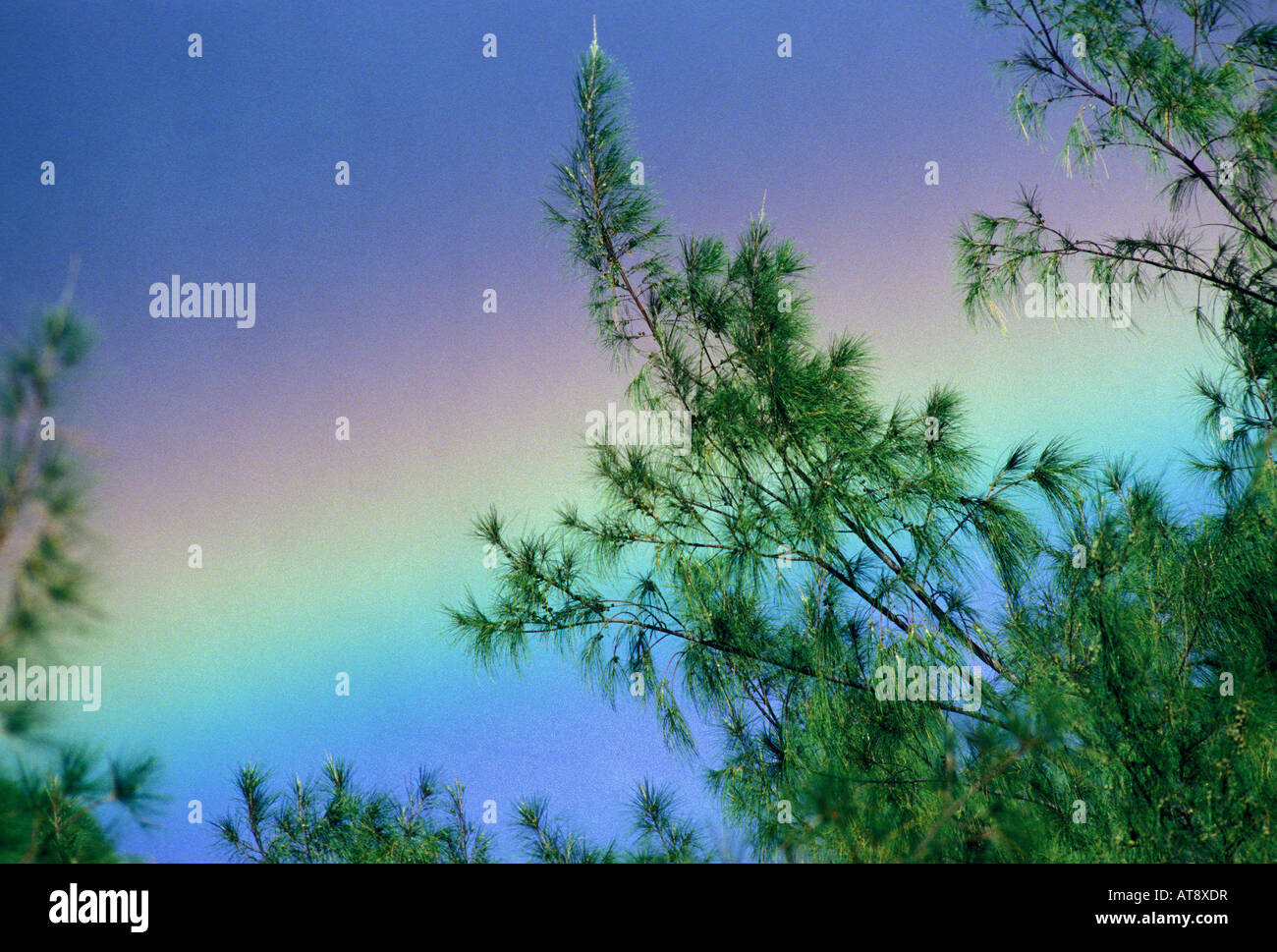 Low, wide rainbow with norfolk island pine tree blowing in wind, St. louis heights at Wa'ahila