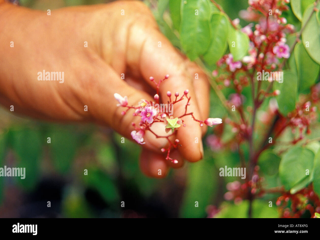 Star fruit plant and tiny fruit at Frankies nursery, Waimanalo, Oahu