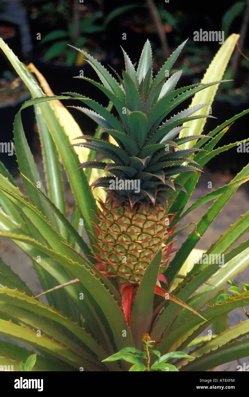 An island favorite, pineapple Stock Photo