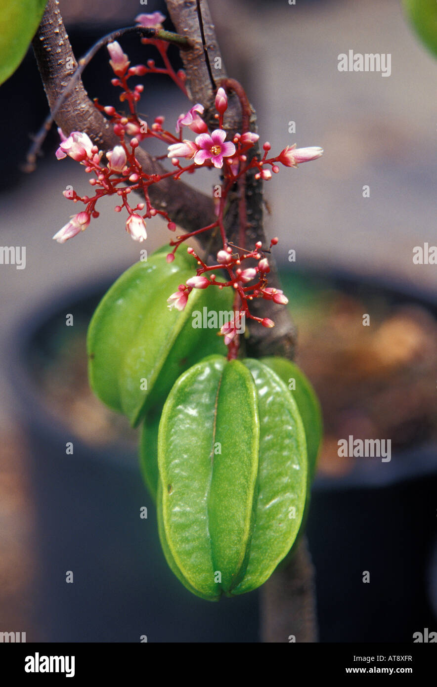 Star fruit plant and fruit at Frankies nursery, Waimanalo, Oahu Stock