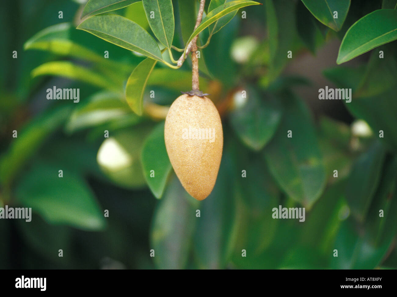 Sapodilla fruit on tree, Frankies nursery, a fruit tree specialist, Waimanalo, Oahu Stock Photo