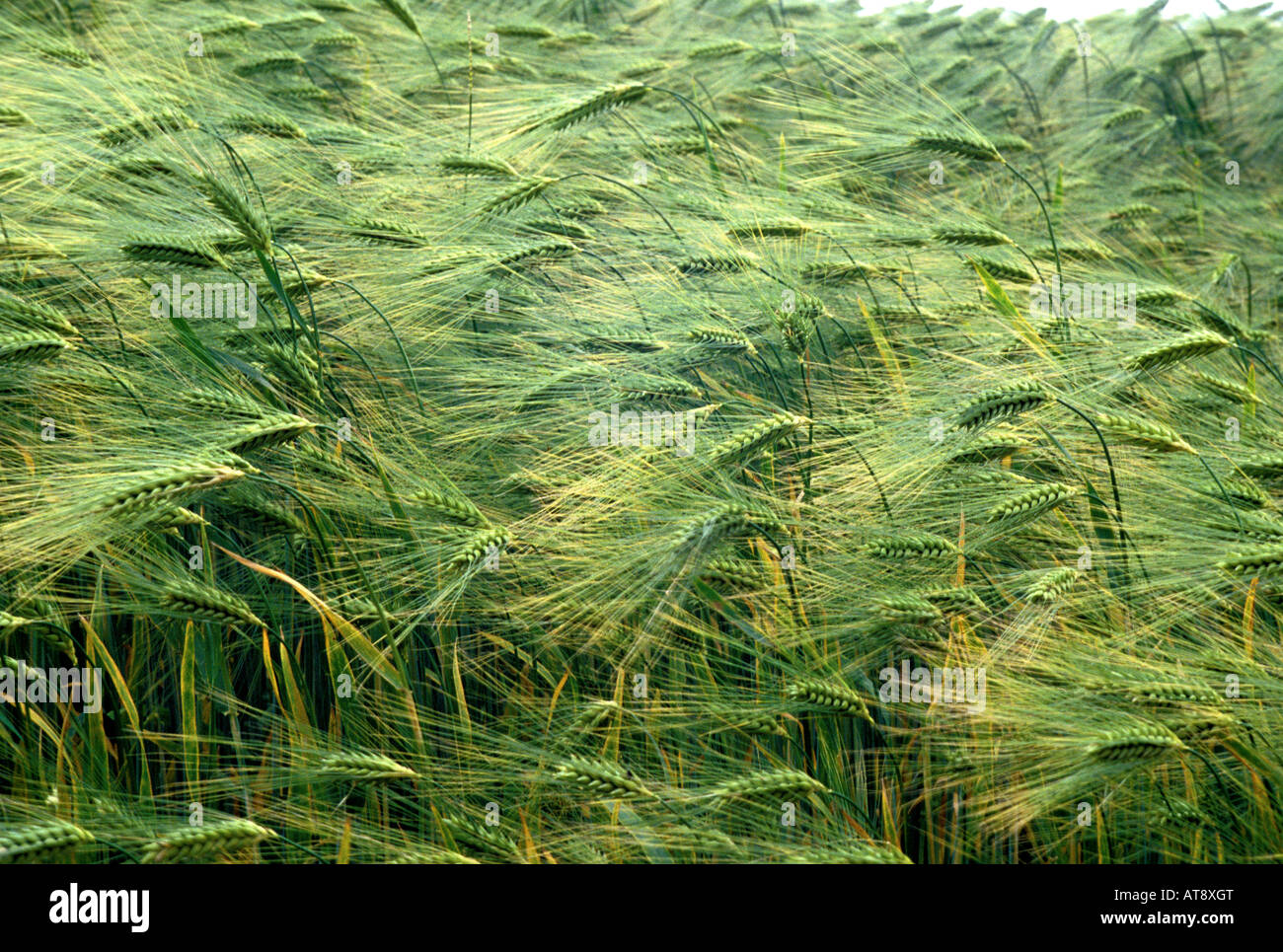 barley field blowing in the wind Stock Photo