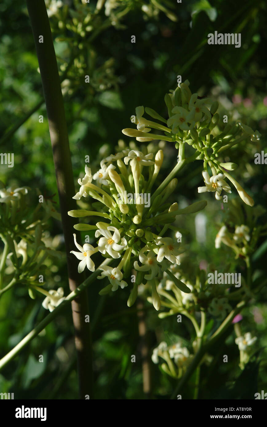 Flower blossoms from a papaya tree Stock Photo Alamy