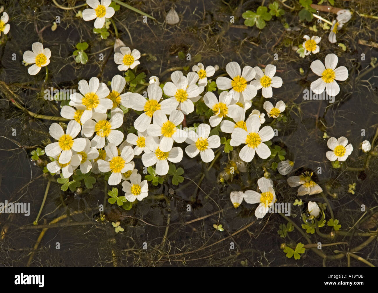 Pond water crowfoot, Ranunculus peltatus, Stock Photo