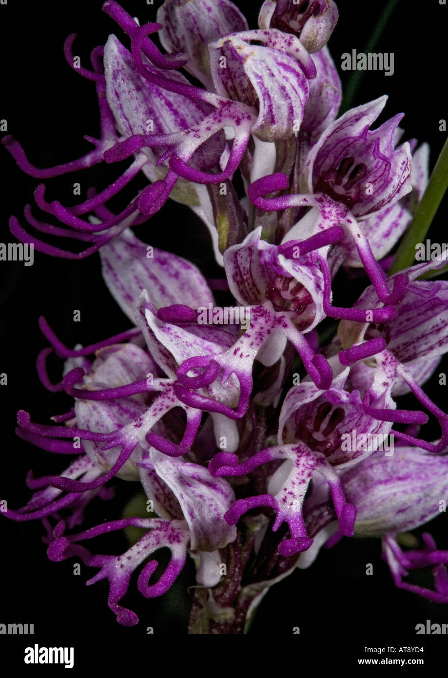 monkey orchid, Orchis simia Stock Photo - Alamy