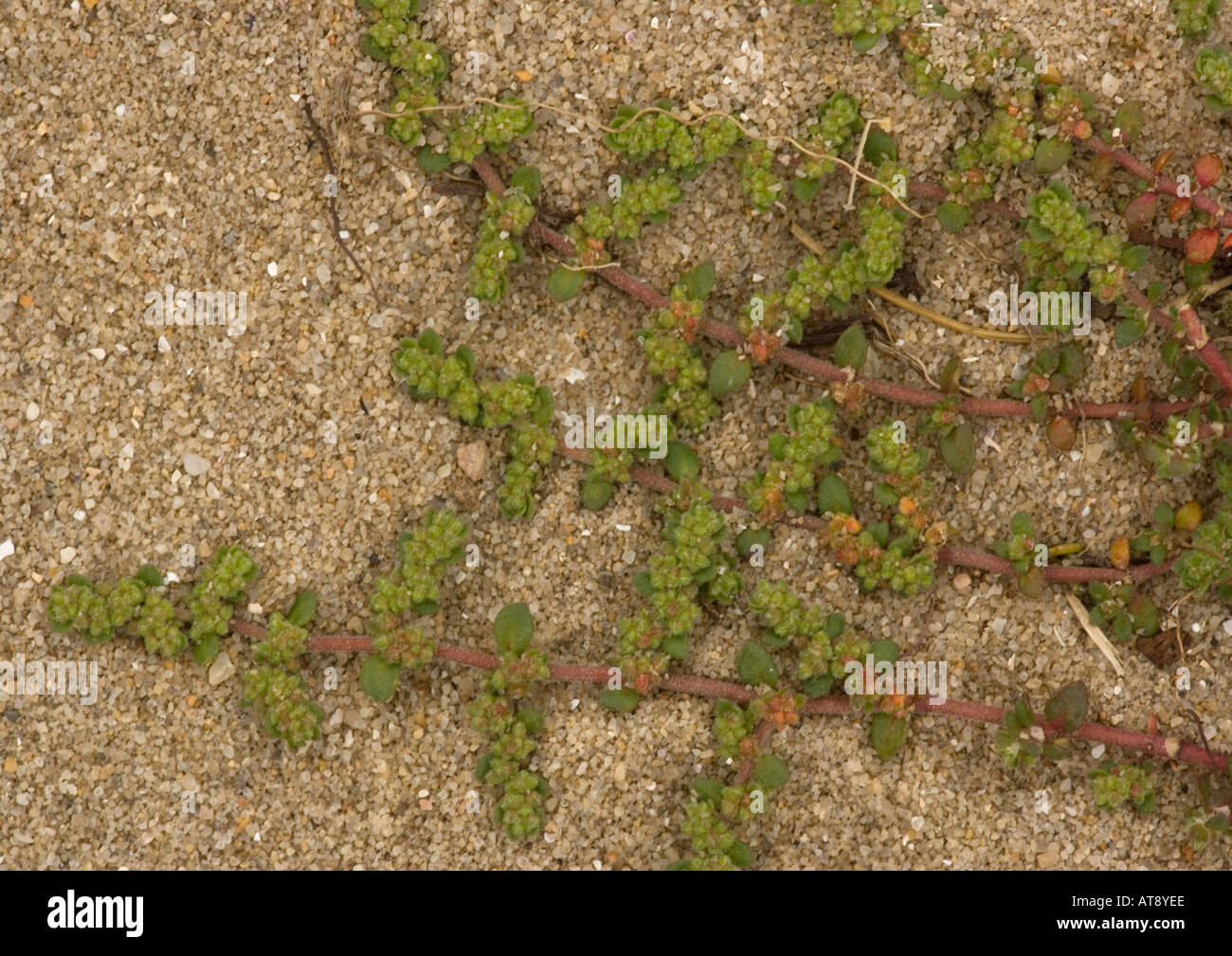 Hairy rupturewort on sandy shore Rare casual in UK.  Herniaria hirsuta Stock Photo