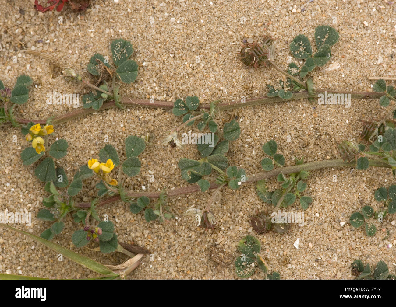 Toothed medick with flowers and fruit Burs On sand Rare in UK. Medicago polymorpha Stock Photo