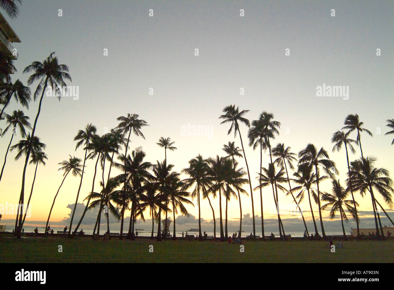 Tall palm trees of waikiki hi-res stock photography and images - Alamy