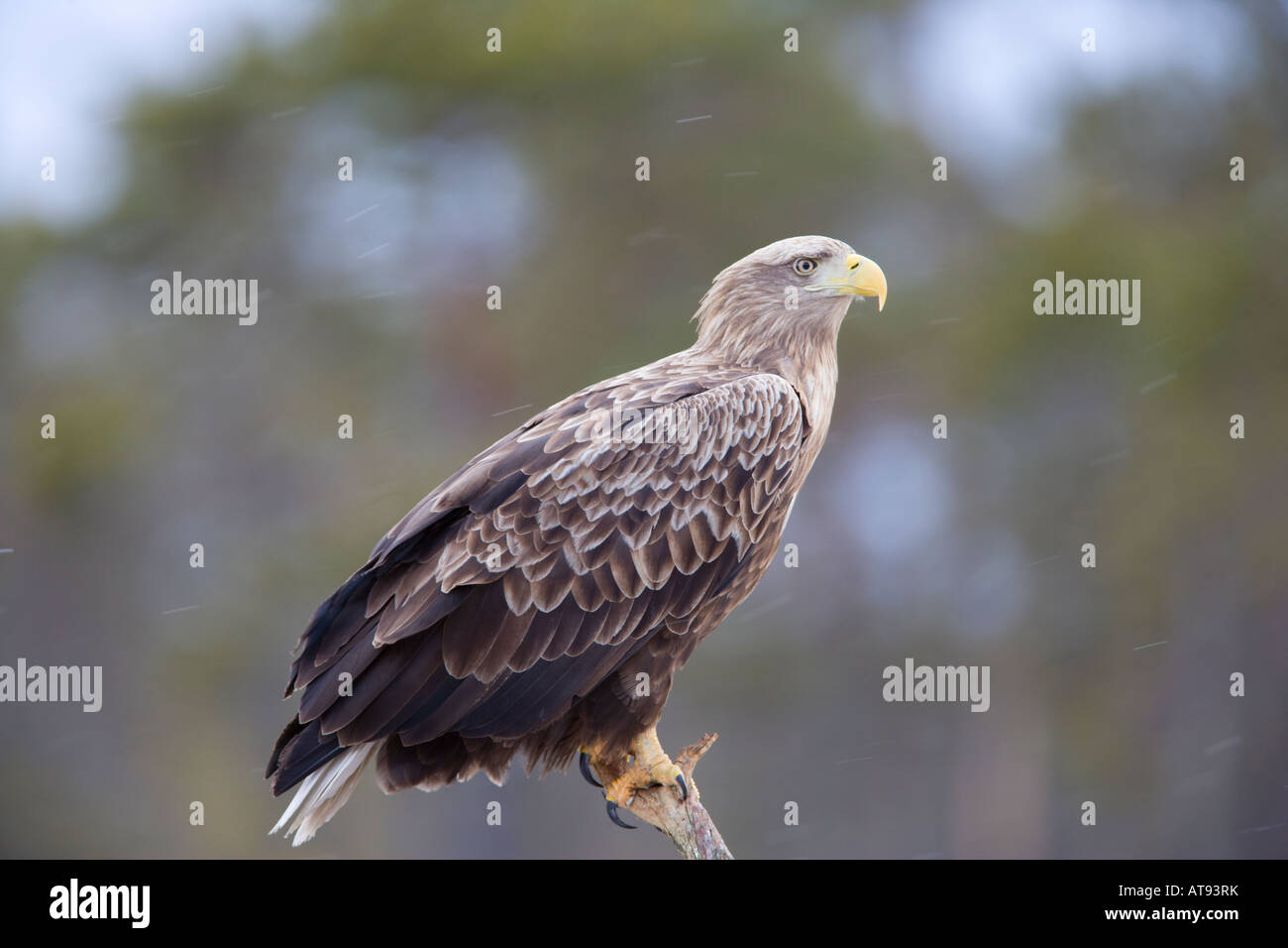 Dead white tailed eagle hi-res stock photography and images - Alamy