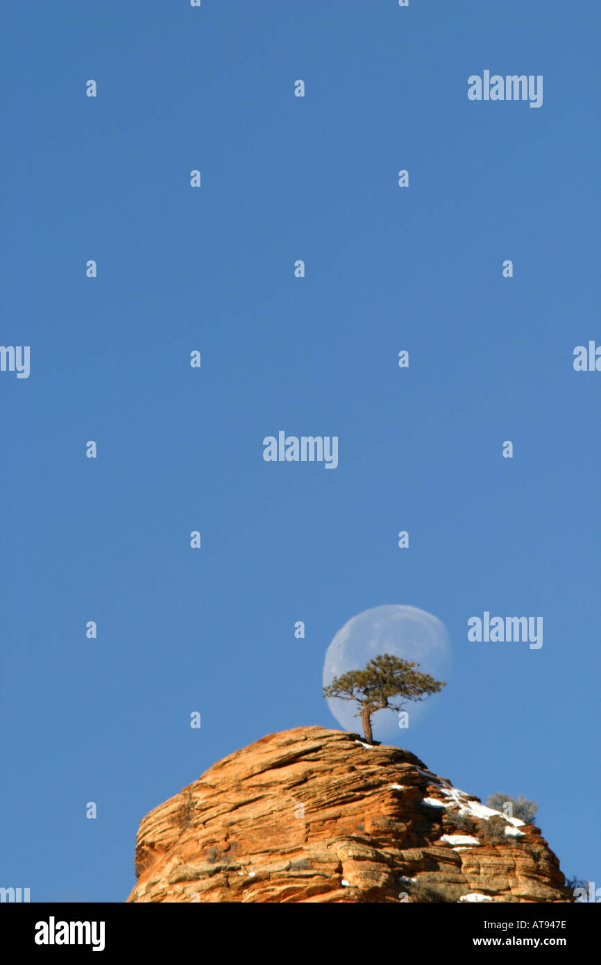 Tree on clifftop silhouetted against nearly full moon in blue sky Zion National Park Washington County UT Stock Photo