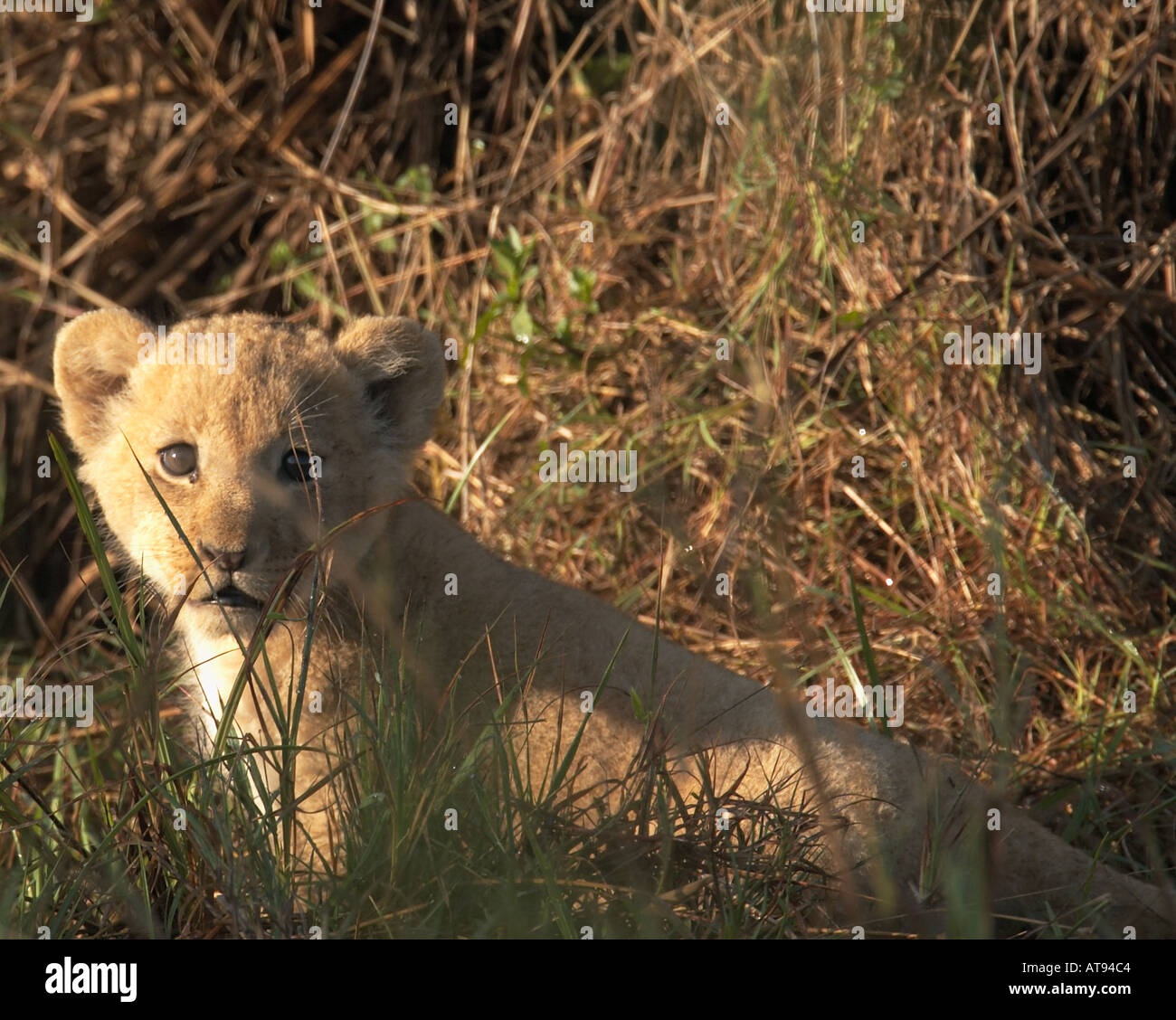 Blue eyed lion cub perring through the grass and looking cute Stock Photo