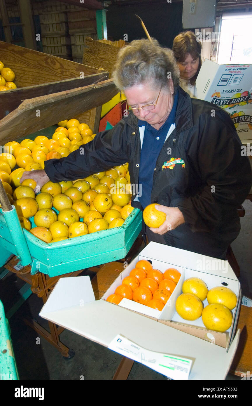 Agricultural Orange Lemon Grapefruit and Citrus groves at Sarasota