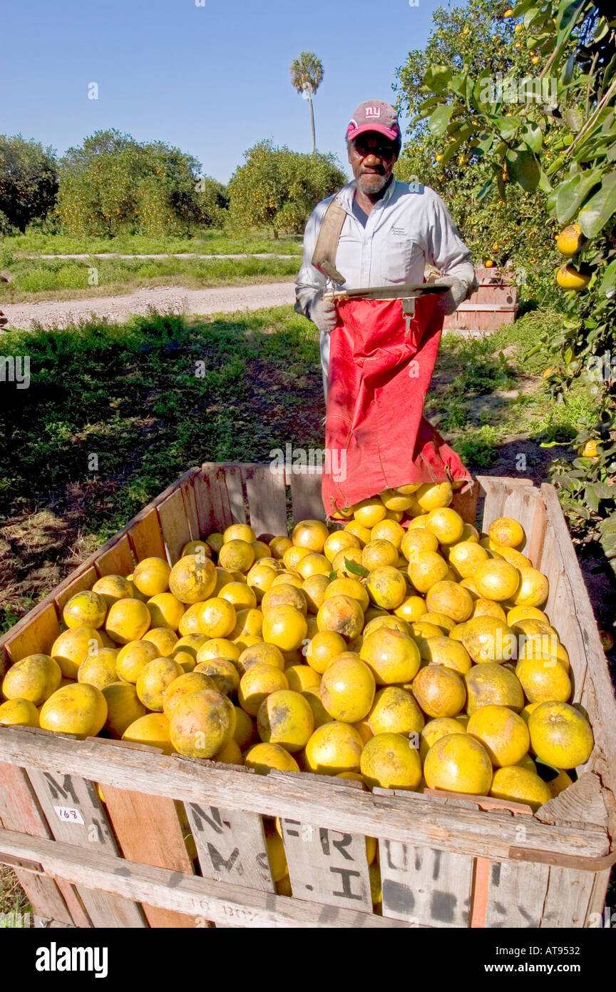Agricultural Orange Lemon Grapefruit and Citrus groves at Sarasota