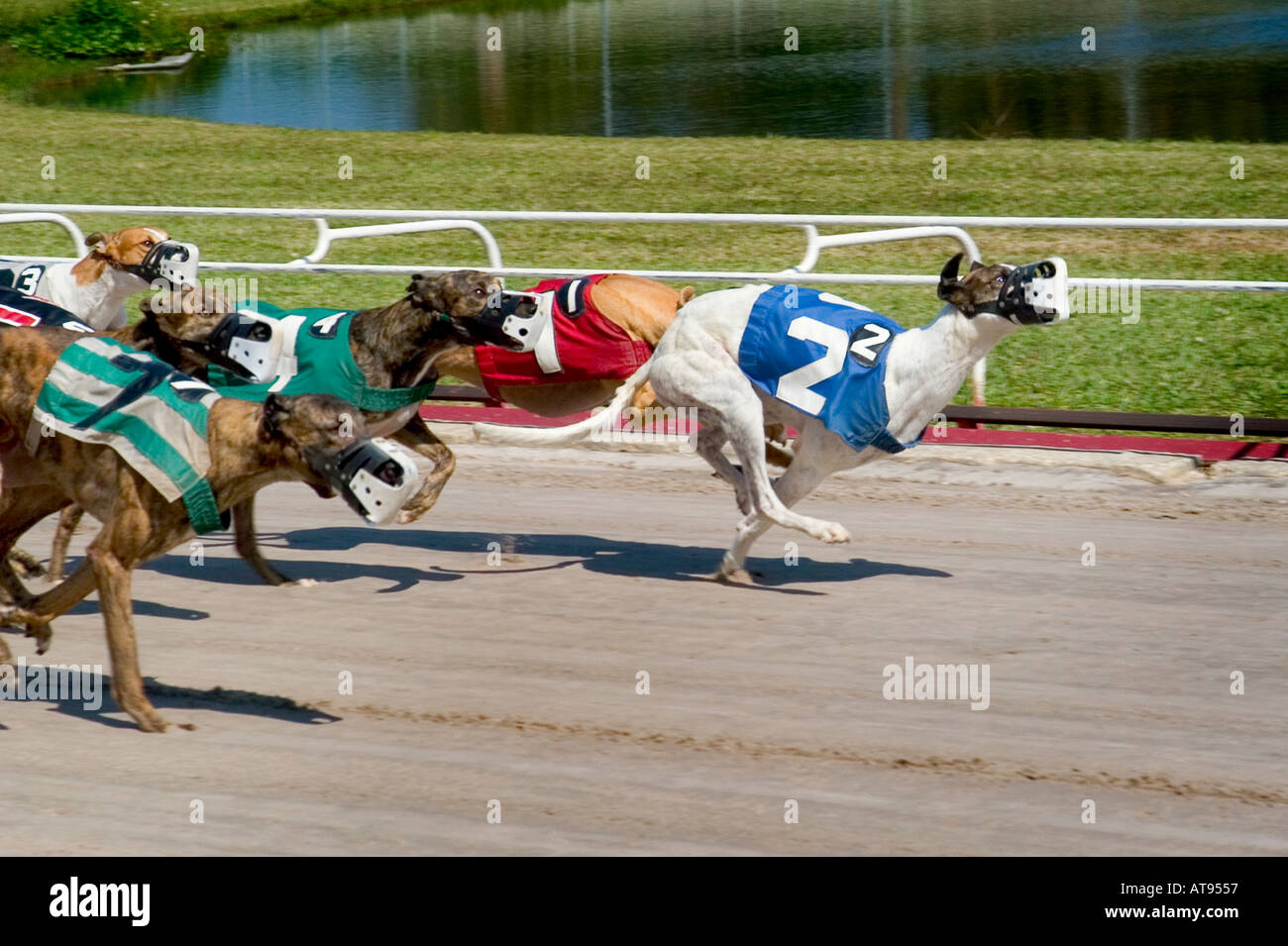 Greyhound Dog Racing Sarasota Florida Stock Photo Alamy