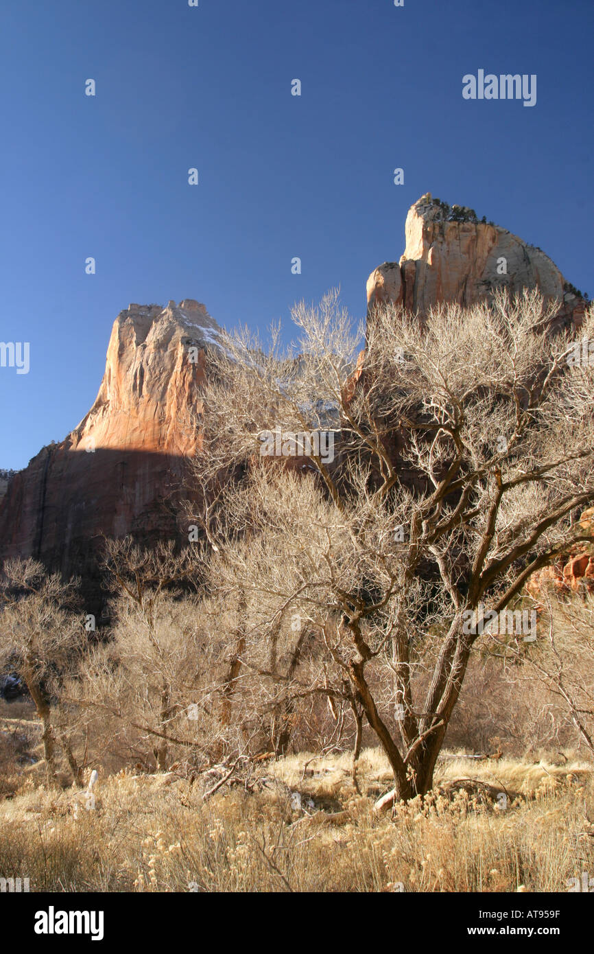 Cliffs of Abraham Mountain and Isaac Mountain above cottonwood trees Zion National Park